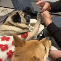 お父さんの手をチョンチョンするパグ