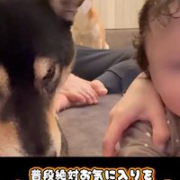 おもちゃを奪った麦ちゃん