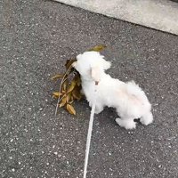 葉っぱを持つ犬3