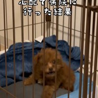 注射後のむぎ君5