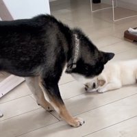 子犬に近づく犬