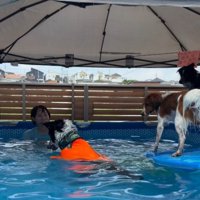 プールに入って遊ぶ飼い主と犬たち