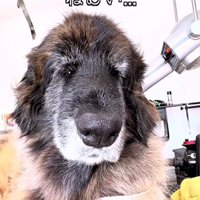 眠そうにする大型犬