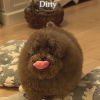 ボサボサになったちろるちゃん