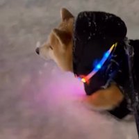 夜の散歩をする柴犬