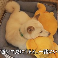 ぬいぐるみの背中にあご乗せ♡
