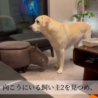 おもちゃを取ってほしそうなきぬちゃん2