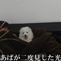 毛布に包まれて舌を出す子犬
