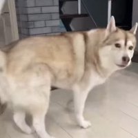 寧々ちゃん＆茶々ちゃんのお出迎え3