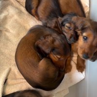 起きてしまった子犬