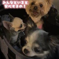 3匹の犬