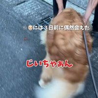 ピノくんとご夫婦の再会6