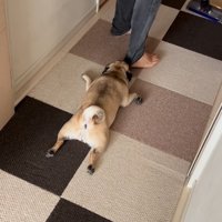 引きずられる小型犬
