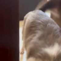 飼い主を出迎える小型犬