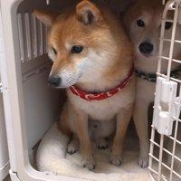 ぎゅうぎゅう詰めでお座り♡