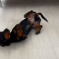 ゴロンするオーレくん