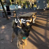 走ってくるカッパちゃん