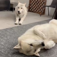 撫でられ待ちのナオちゃん