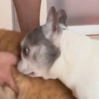 飼い主が猫を抱っこしようとしているところを見つめる犬