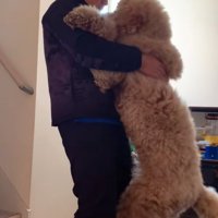 抱っこで階段を降りる大型犬