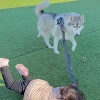 犬のリードを持って転ぶ女の子