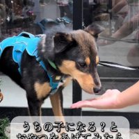 「うちの子になる？」