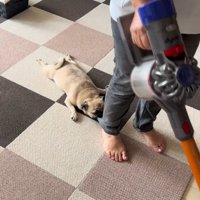 裾をくわえている小型犬