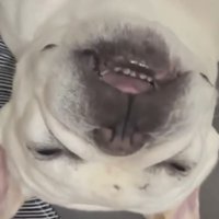 気持ちよさそうに眠る犬
