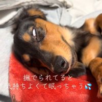 眠くて変顔になるレオくん2