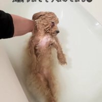 人間のおじいさんみたい…
