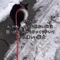 雪をよけるよう進む犬