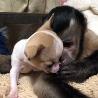 子犬に指を舐めさせてあげる猿