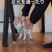 老犬を誘導する