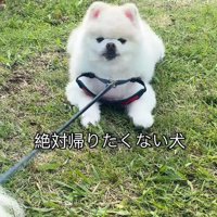 リードが抜けてしまうことも