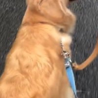 2本のリードを繋がれている犬
