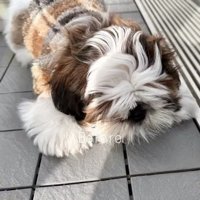 地面に寝そべる茶々丸くん