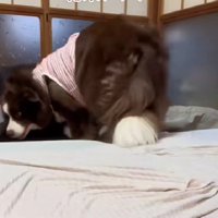 チョコチョコ移動して…