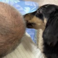 祖父の頭を舐める犬