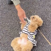 犬の腹に手を延ばす老人