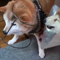 犬の頭に台がはまった状態で、もう1匹の犬が吠えている様子