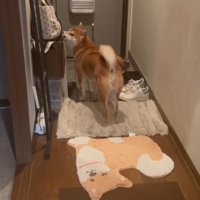 匂いを嗅ぐ柴犬