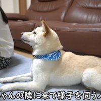 お姉ちゃんを静かに見守るノンくん