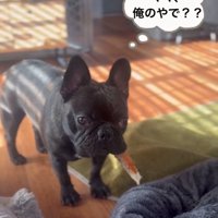 ママに訴えるドムくん