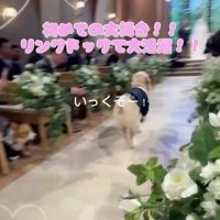 カゴを口に咥えて花嫁と花婿のところへ走り出す犬