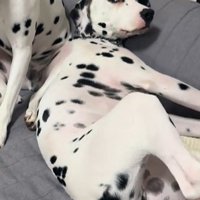 背中を向けてソファに寝転がり視線だけこちらに向けているダルメシアン