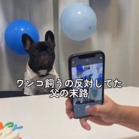 犬を飼うことを反対していたお父さん