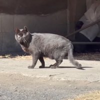砂の上に転がって体が汚れた猫
