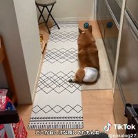 ボールを追いかけるくぅちゃん