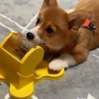 鼻でつつくむぎちゃん