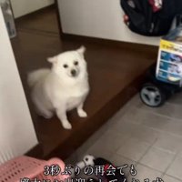 耳が倒れるべらちゃん